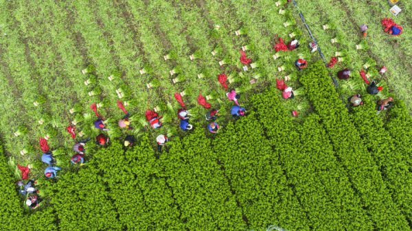 伍洲配资 从二十届四中全会看广东“三农”|南岭东风